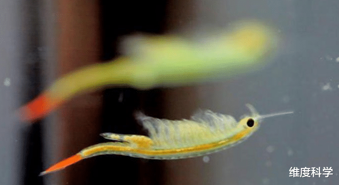 仙女虾 2亿年前的生物亮相江苏，“苟活”能力第一，熬走了恐龙和猛犸象