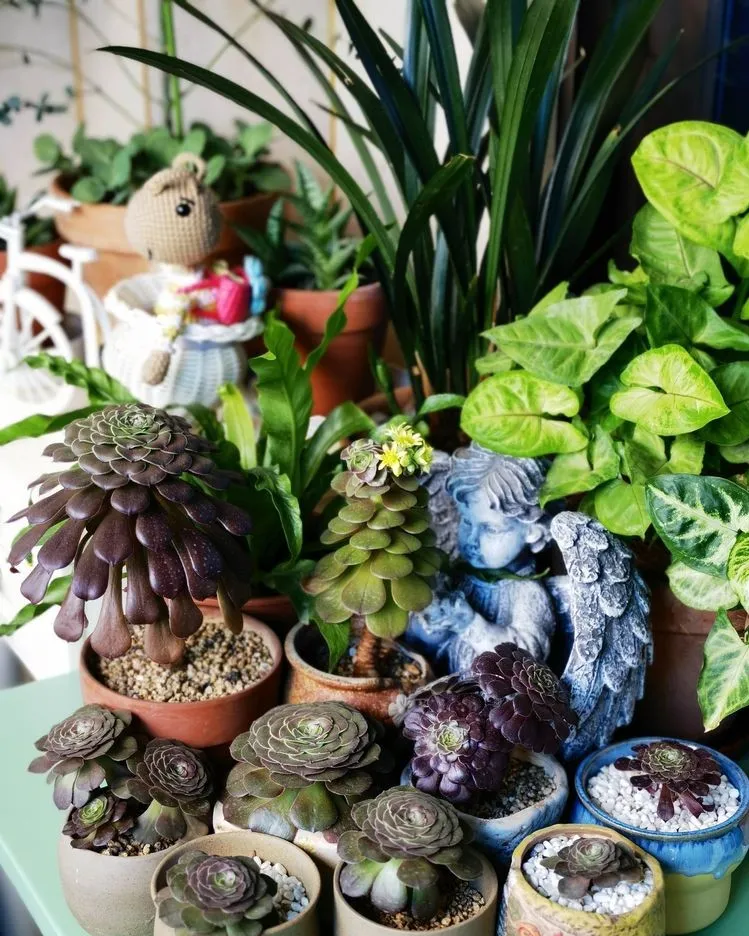 6㎡封闭阳台造花园，1寸空间也不浪费，不出门也能看风景