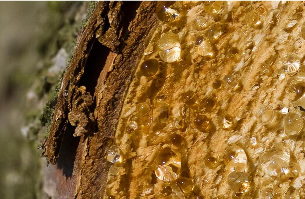 昆虫 琥珀里的昆虫万年不腐,古人为何不用琥珀来给尸体做防腐?