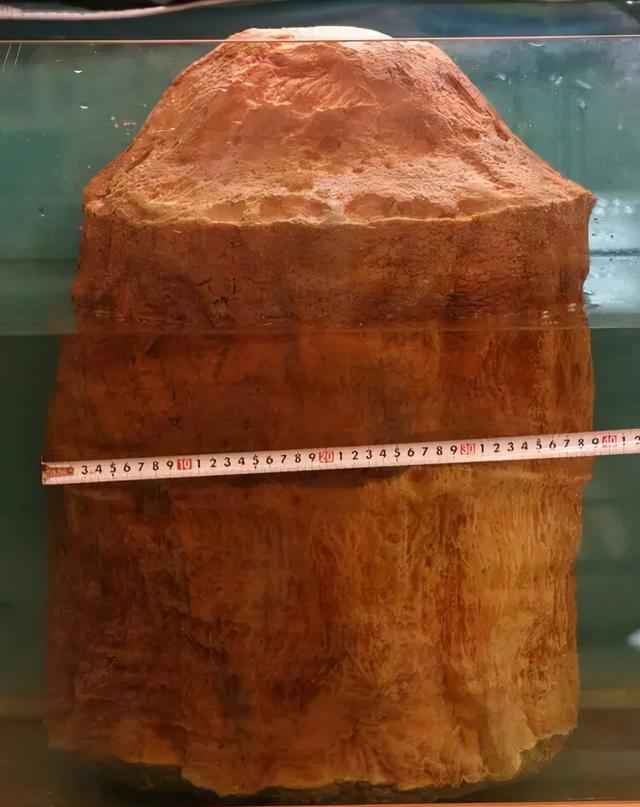 科学家|什么是太岁？不是植物不是动物的一坨“怪肉”，为何能价值百万？