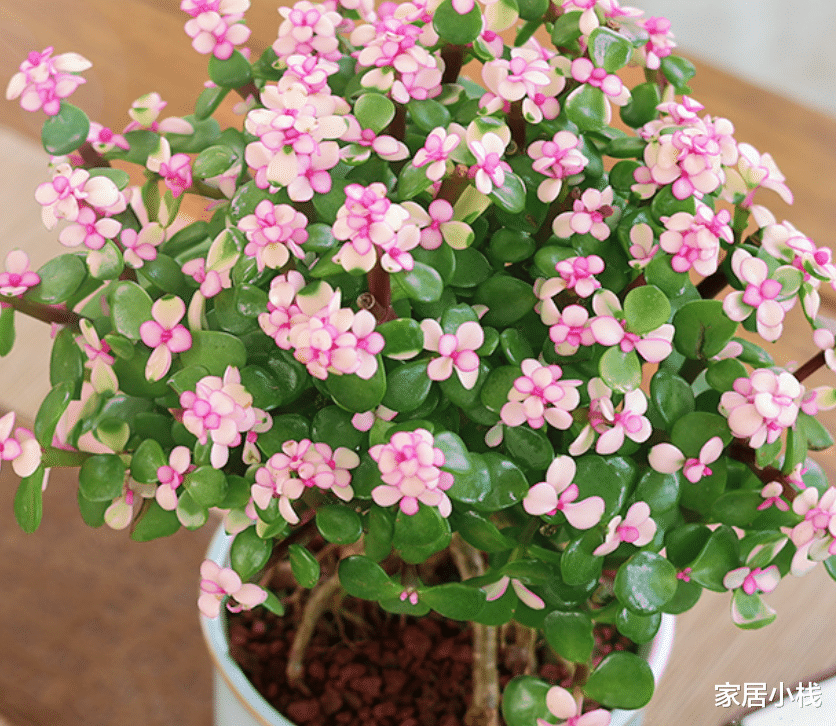 家居小栈|7月份养金枝玉叶，“4个”细节做好，花叶俱美