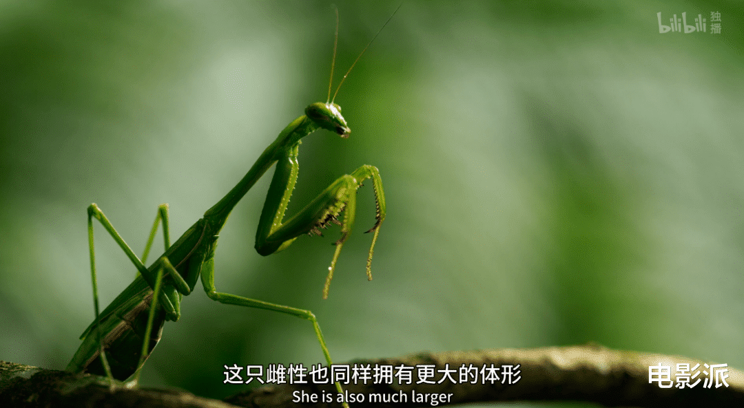 无码交配,这尺度不付费真能看?