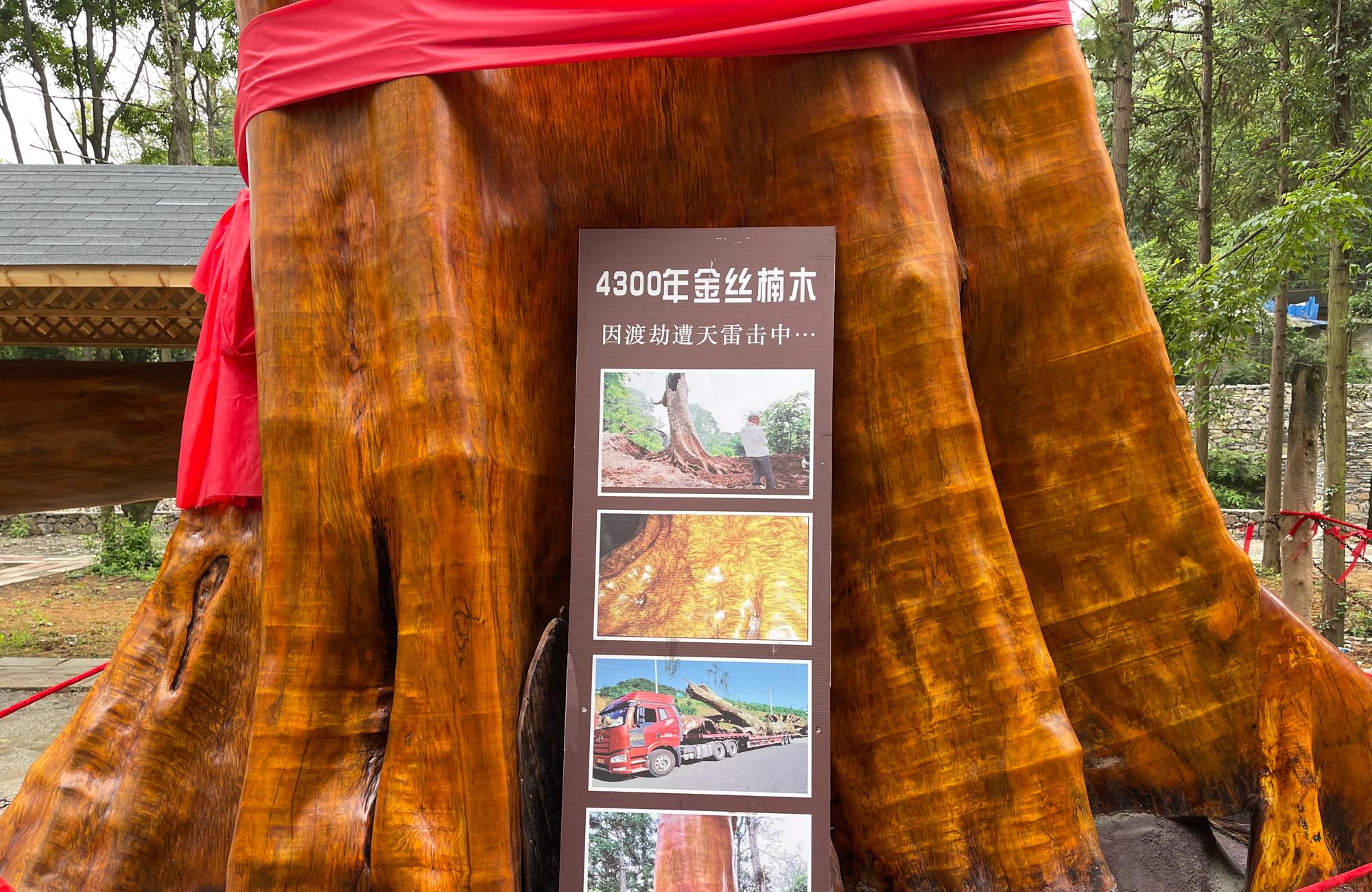 长脖子爸比说|贵阳发现4300年金丝楠木，因渡劫失败被火焚烧，如今价值上亿元