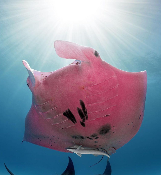 章鱼 你见过在海面悬浮的船吗？15张罕见趣图让人眼前一亮，一睹为快！