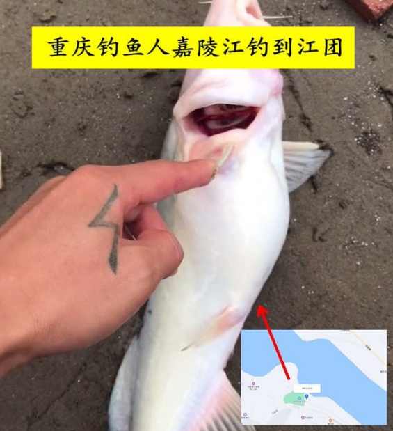 重庆|放生还是放生姜, 重庆有人多次钓到野生江团, 网友: 国保动物不放生?
