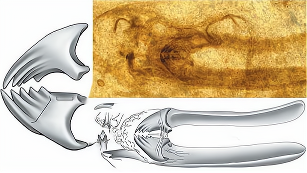 昆虫 昆虫的翅膀从何而来？这是个生物进化的谜团，也让进化论遭到挑战