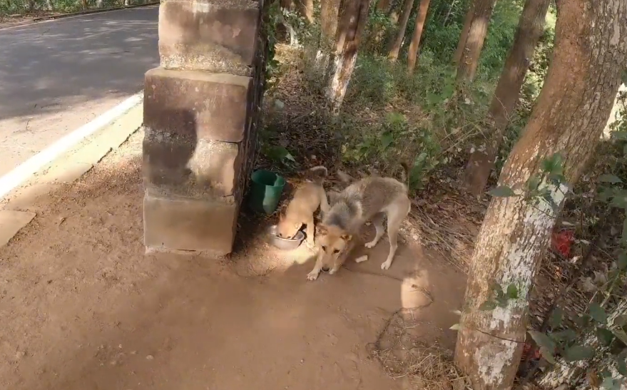 浙江省 浙江：曾因偷吃鸡鸭3只狗狗一同被抛弃，好不容易带着一只狗崽回家的狗狗，之后就一直被拴着