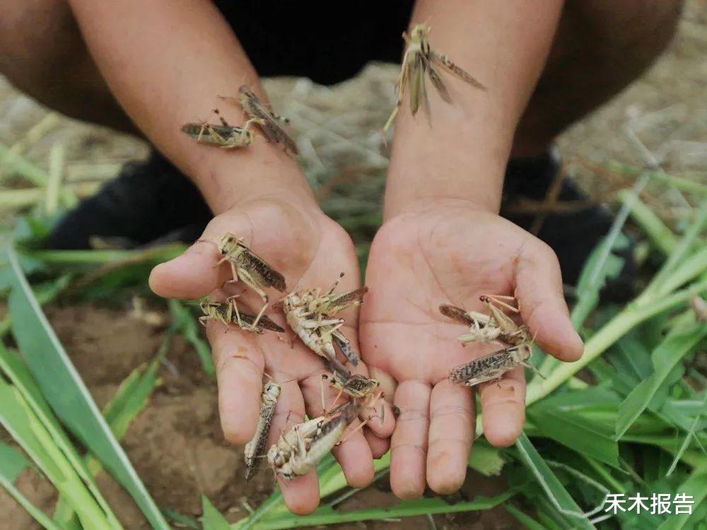 蝗虫灾害 国外常泛滥成灾，每年毁坏10万吨粮食，在我国却靠人工养殖才够吃