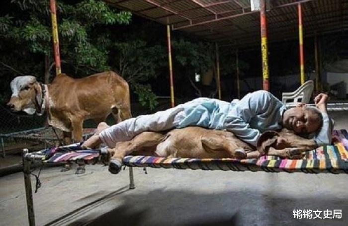 印度|印度小伙恋上一头母牛，为此抛妻弃子，婚礼花费17万