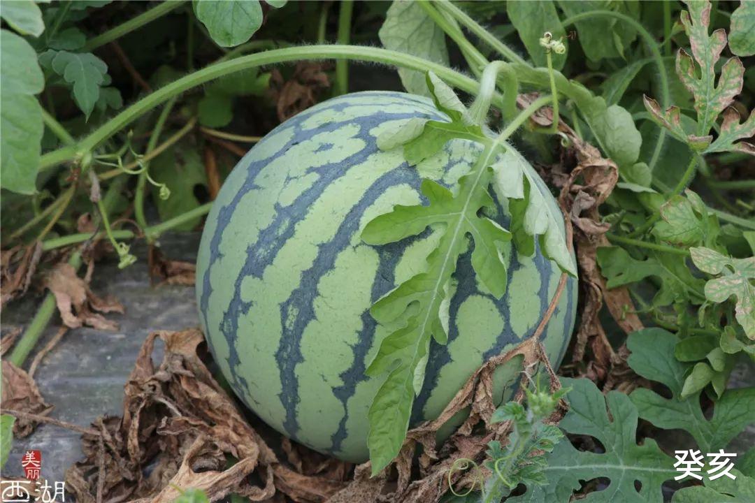 欧拉 瓜农深夜堵住一偷瓜“女贼”，命其蹲在地上，将偷来的瓜当场吃光