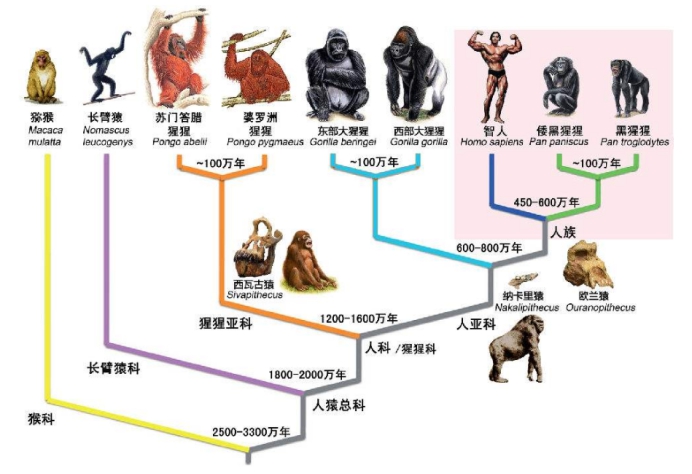 科学家|4亿年前的鱼类被发现，科学家研究后惊讶：人类可能是由鱼进化的
