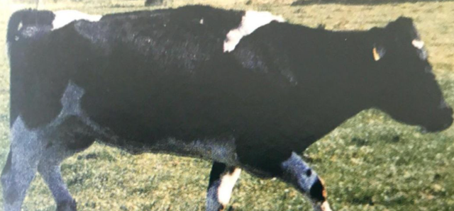 疯牛病 食人部落与笑死病：为何哺乳动物不能同类相食？让朊病毒告诉你