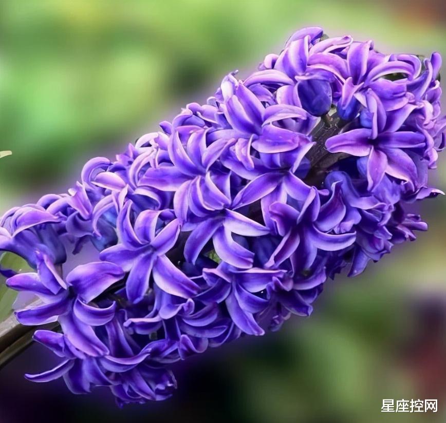 星座控网 哪几个时辰出生之人，从不被人小瞧，因为成长速度快，能打败对手