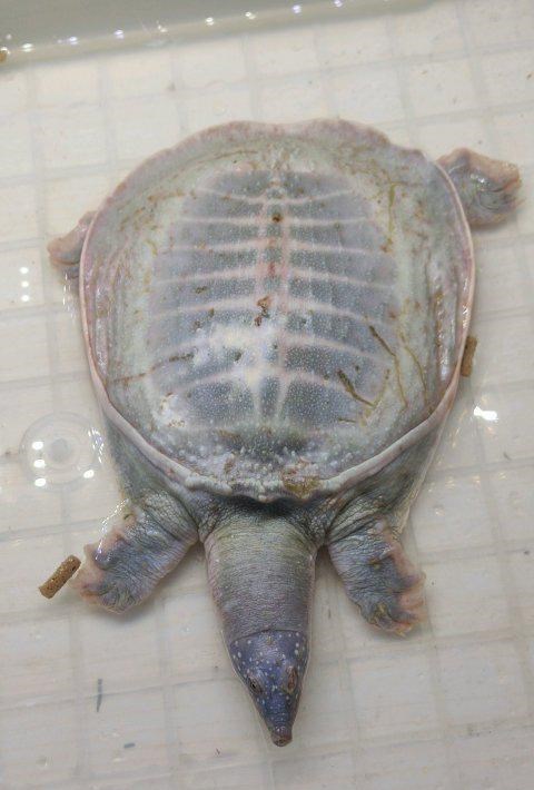 |山东男子黄河钓起罕见白色甲鱼，男子：拿回家越看越不对劲