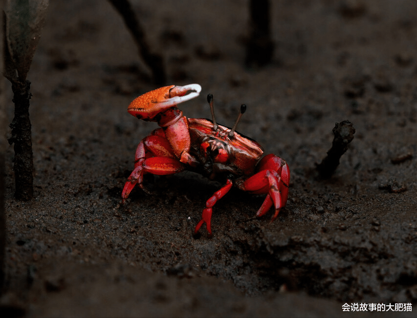 爱与怪物 《爱与怪物》末日生物-地狱蟹 狰狞巨嘴是名副其实的血肉粉碎机