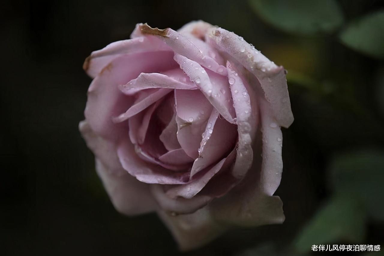老伴儿风停夜泊聊情感|人一辈子，最无知的事，莫过于六个字