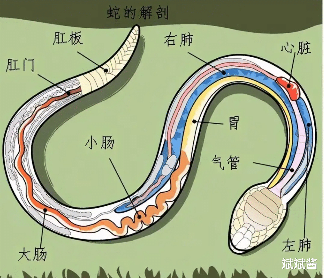 一个人被蟒蛇吞进肚子里,为什么手里有刀,也无法破腹逃出来?