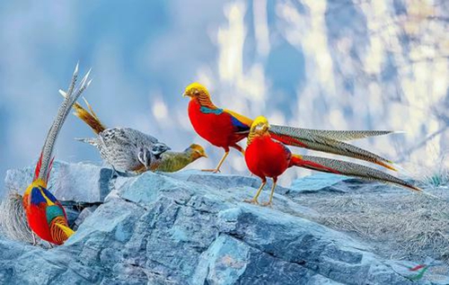 兔大圣读史 山西老农在深山发现“凤凰”,坚持投喂4年,现今等来意外惊喜