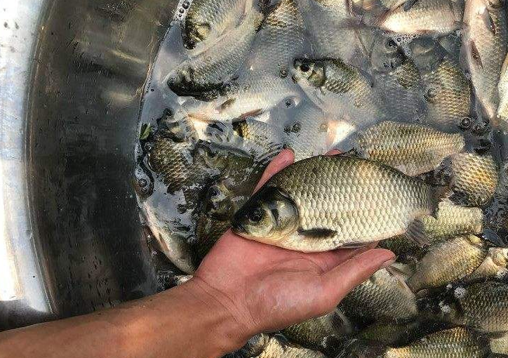 |冬钓鲫鱼打窝是关键，如何促发窝，做好这三点，冬钓爆护轻而易举