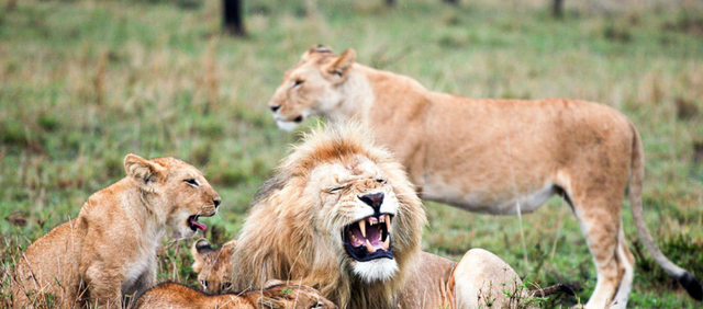 比人类压力还大的雄狮到底多悲惨？一生征战，打不动时死期就到了
