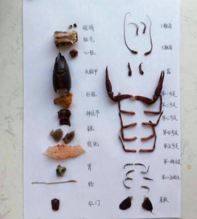开心果妈妈育儿间|男孩解剖小龙虾，获清北保送资格：3点可贵精神是很多孩子所缺的