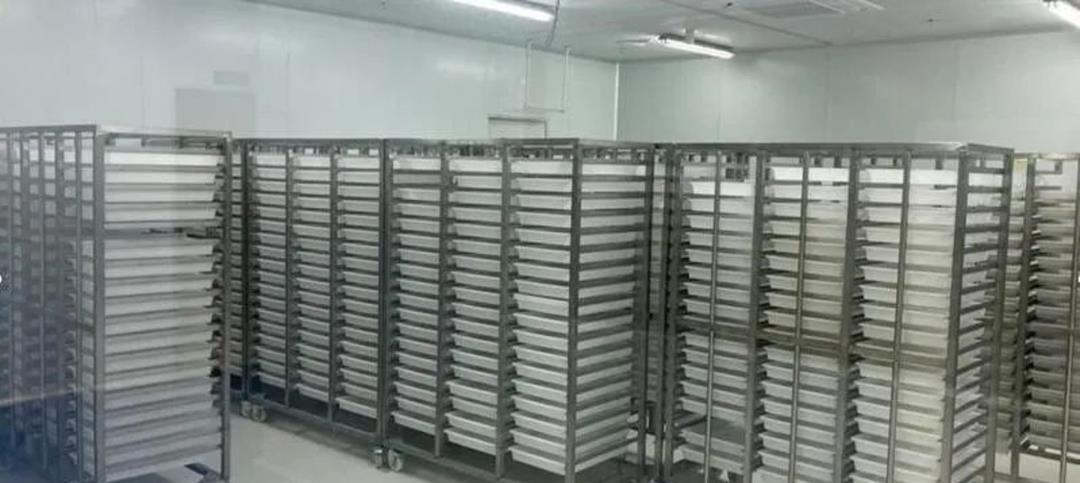 蚊子 基因蚊子能消灭野生蚊子吗?巴西用惨痛教训给了我们答案