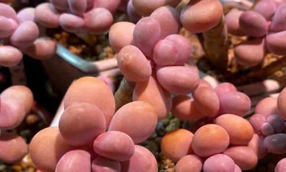 说说家装那点事儿|多肉桃蛋,露养状态最好,完全不用管,一场雨水,叶子肥嘟嘟