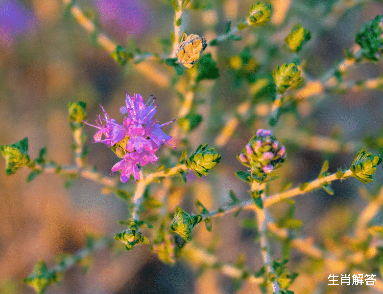 生肖解答|7月，旧情难分，思念难止，心念旧爱，3生肖缠绵缱绻，破冰复合