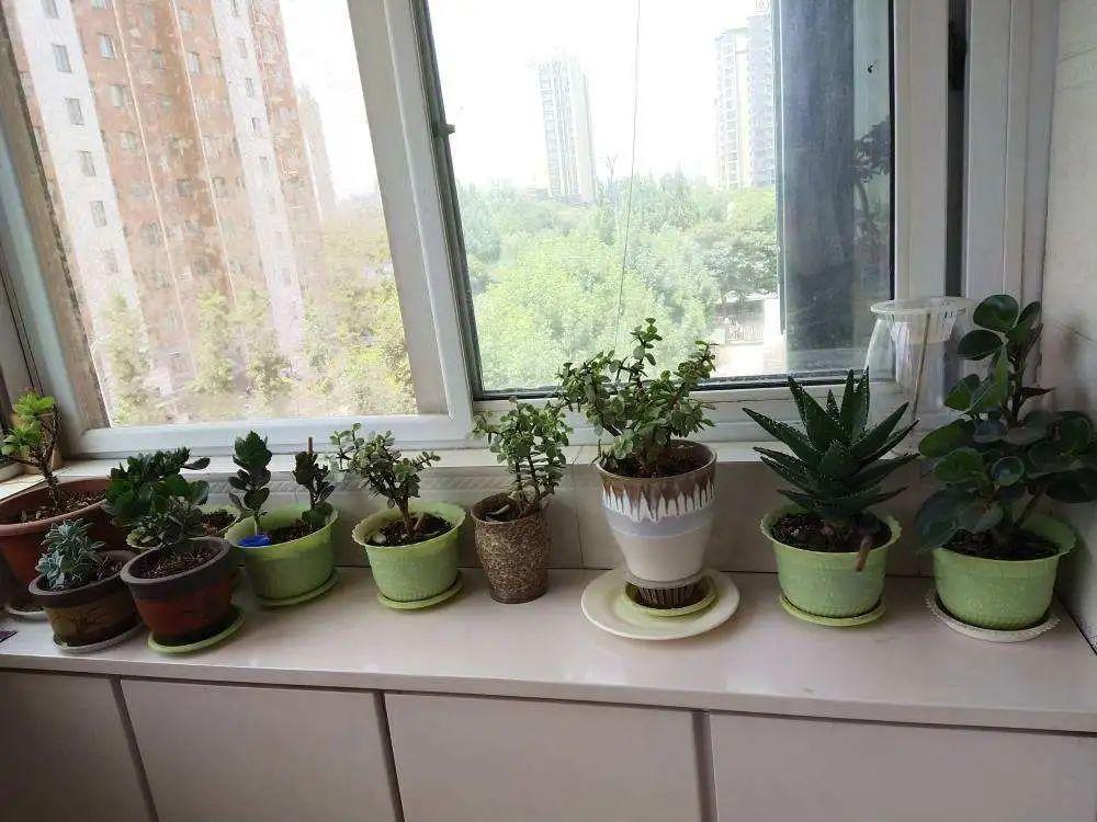 甲醛|新房装修完,养盆“天然净化器”,净化空气身体棒