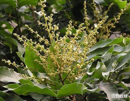田野牧蜂|龙眼蜜的功效与作用, 龙眼蜜的禁忌