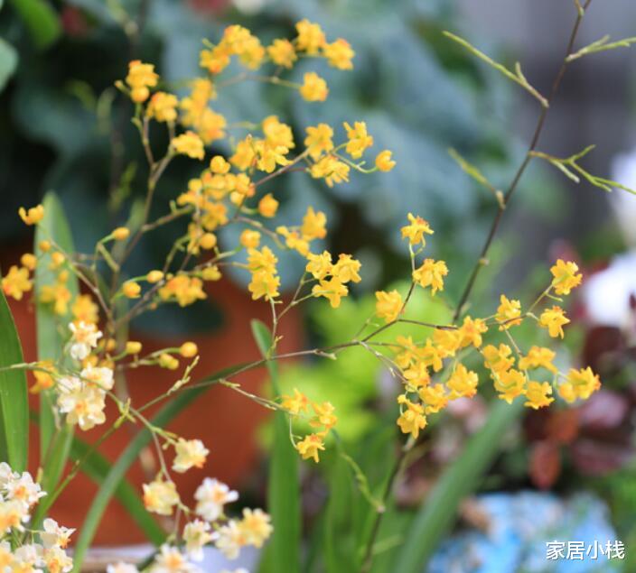气味馥郁，花如繁星，家居盆栽新宠——文心兰，值得今冬入手