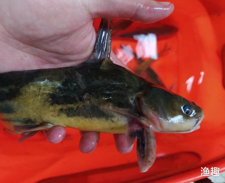 四川省|请假去钓鱼，四川一河道黄辣丁“暴增”，有人半天钓了几十斤
