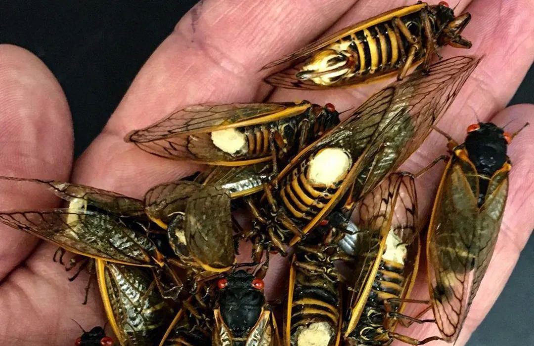 昆虫 什么是“僵尸蝉”?为何这些“僵尸蝉”没有了腹部还能继续交配?