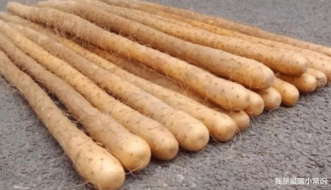 我是晨曦小常识 买山药时，这种山药千万别买，白送给你都别要，家里有的抓紧扔了！