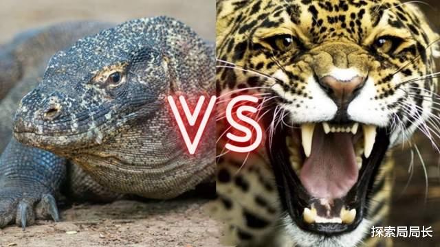 百慕大三角 美洲豹vs科莫多巨蜥，当毒王遇到杀手，谁会活到最后？