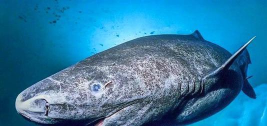 鲨鱼|最长寿的脊椎动物，156岁才性成熟的格陵兰睡鲨为何如此长寿？
