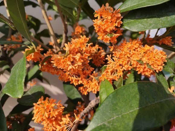 向阳园艺 桂花已经到花期了，你家的桂花还没开？可能是没有嫁接！