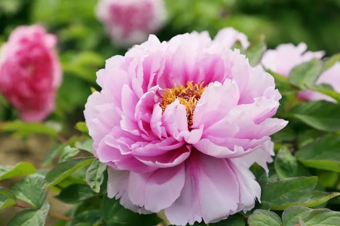 蚌埠广电 今年上万株牡丹提前开放，就在龙子湖公园！