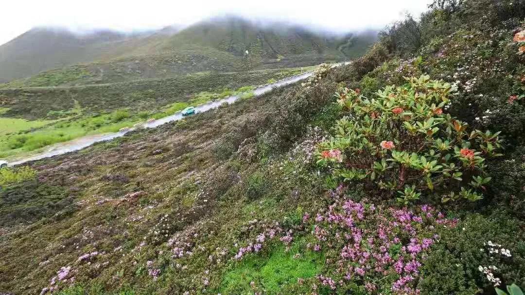 塘栖古镇 收下这份赏花图鉴，走进西藏初夏的梦境