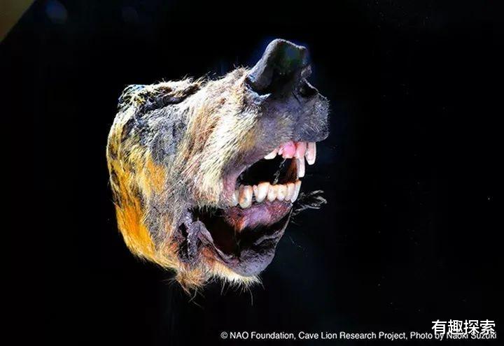 科学家 冻土融化，发现冰封4.2万年的活线虫，冻土中的潘多拉魔盒开了？