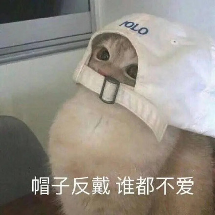 桉月|表情包：猫咪的表情闭上你的嘴吧