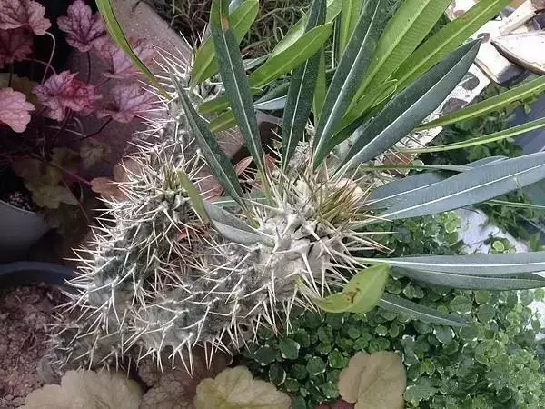 装修设计精选|朋友家阳台花园非常漂亮，我就纳闷，他家不用晒衣服吗？
