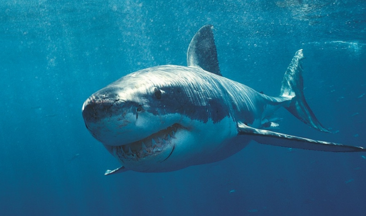 鲨鱼进化：4.5 亿年的时间线