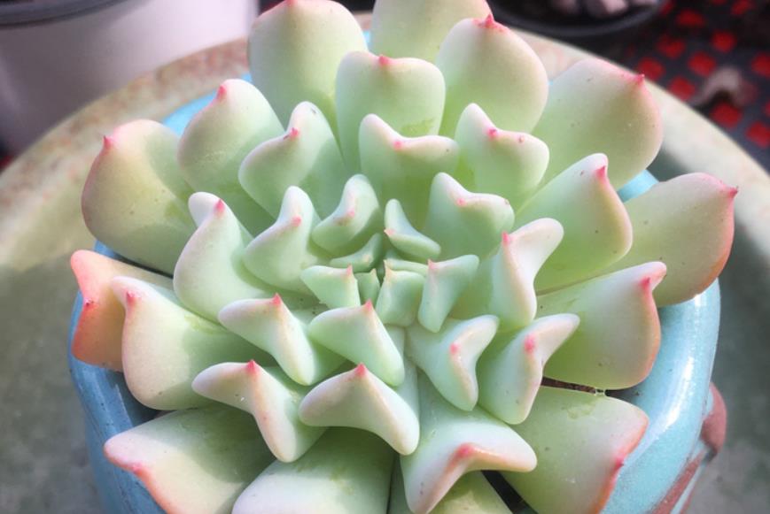 续约紫罗兰 历尽千帆，归来仍是少年——多肉飞行少年叶形奇特，名字也很拉风