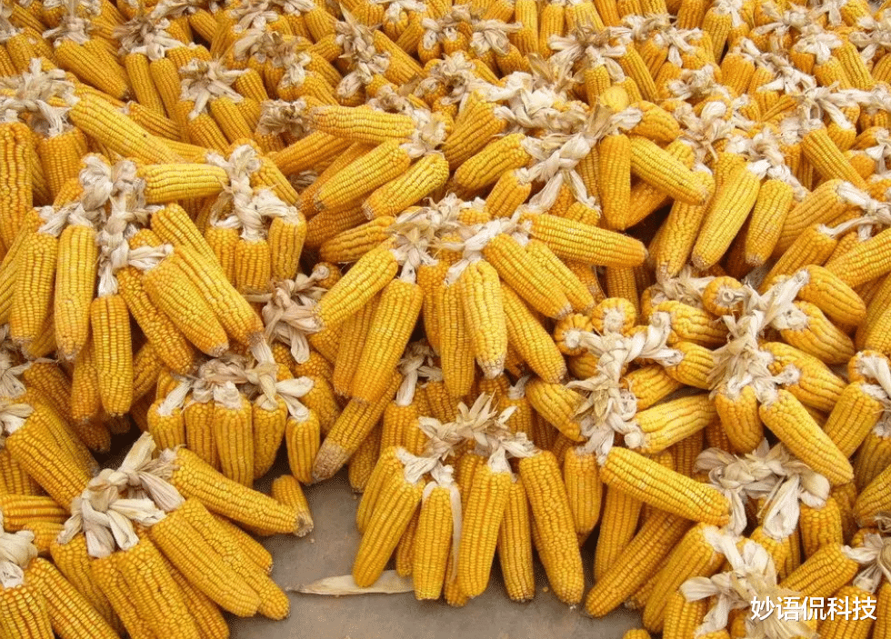 中國大規模取消進口玉米訂單，是什麼原因造成的？-圖4