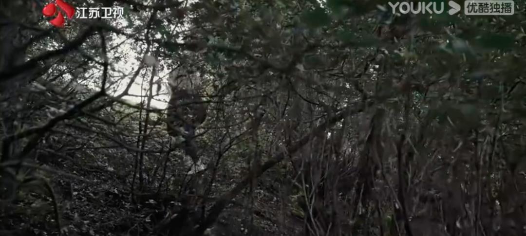 谢霆锋|谢霆锋丁真被全网磕疯,我却只看到两个自由的灵魂