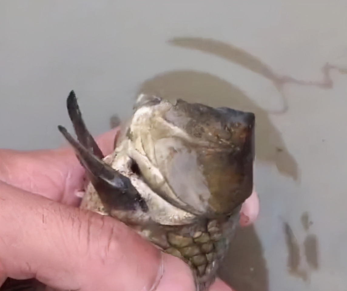 饵料|钓鱼佬活久见系列之无头鱼，堪称鱼类中的鱼坚强