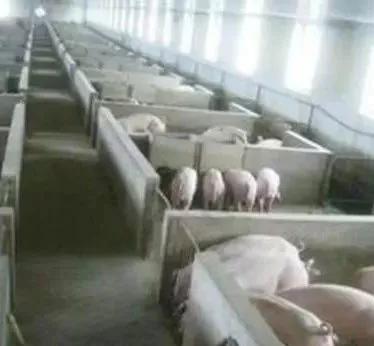 养猪通 案例分析——新员工，到猪场先学什么