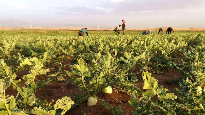少明科学|日本学者:潘多拉魔盒被中国打开,中国这项技术或将改变世界