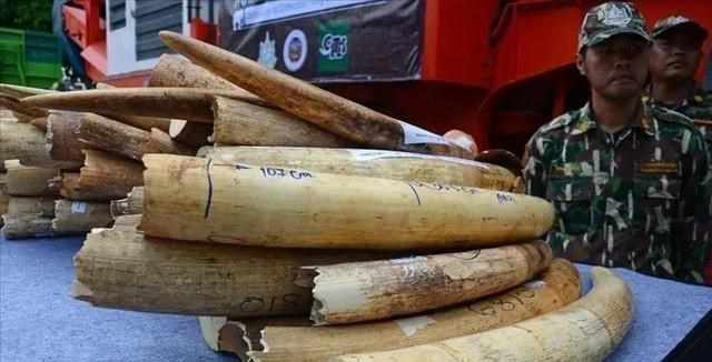 大象 既然大象一被拔牙就会死去，为什么不等它死了再拔牙？本文告诉你